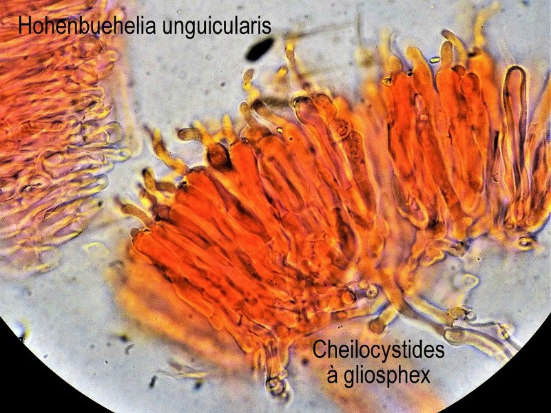 Hohenbuehelia unguicularis-amf1470-cheilocystides.jpg - Hohenbuehelia unguicularis ; Syn1: Pleurotus unguicularis ; Syn2: Resupinatus unguicularis ; Non français: Pleurote en forme d'ongle 